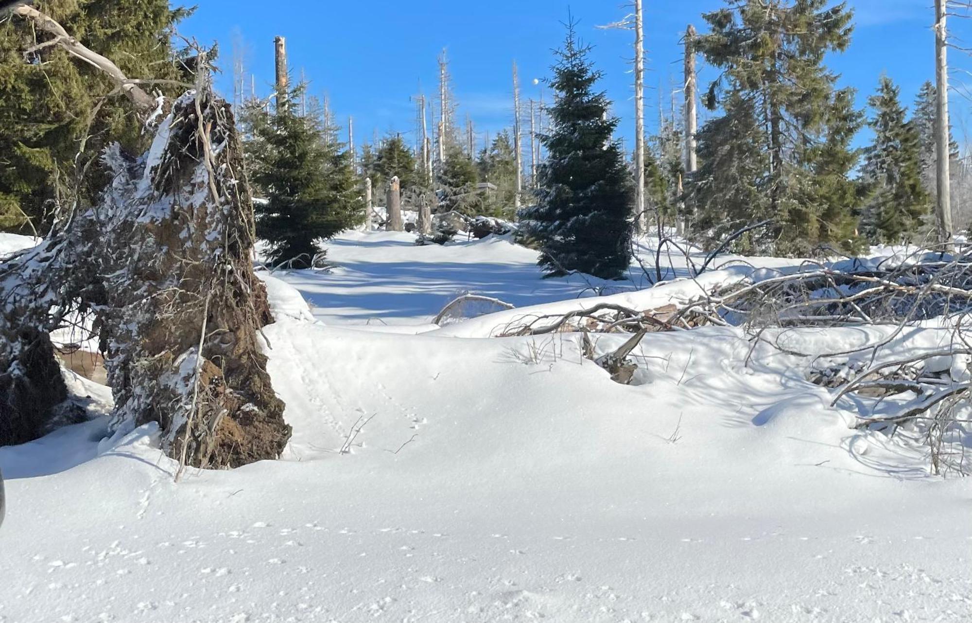 Appartamento Harzer Traum - Renoviert, Inklusive Waesche Und Wlan Braunlage Esterno foto